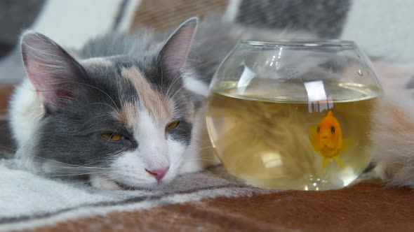 Goldfish By the Cat