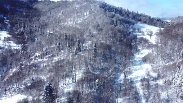 Snowed forest aerial view from drone