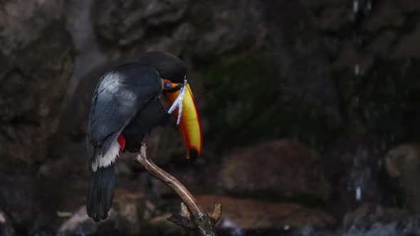 Lovely Ramphastos Toco scratching beak with legs in Amazon Rainforest,close up