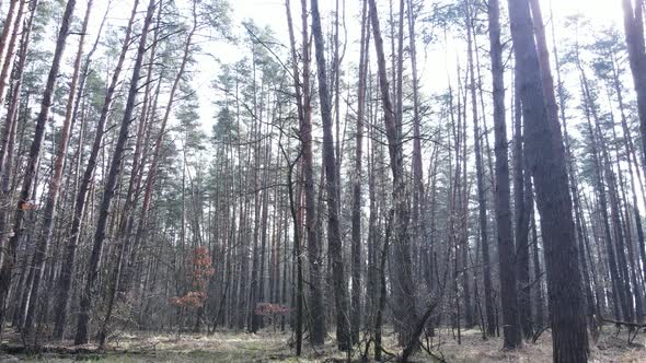 Forest Landscape Aerial View Slow Motion