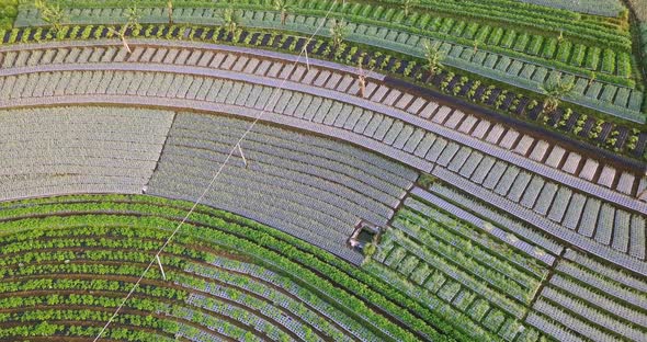 Drone top view of growing plantation during sunny day in Indonesia,Asia - Beautiful scenery with dif