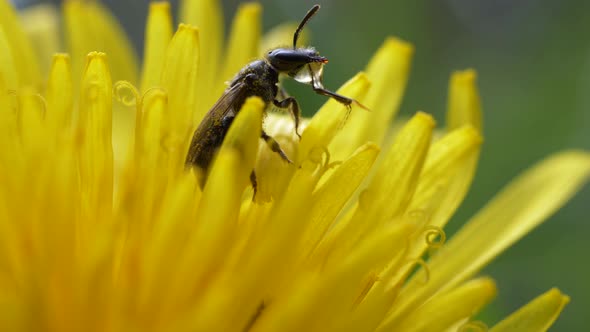 Bumblebee Drinking Water On Petals Of Dandelion Flower.  - macro, slow motion