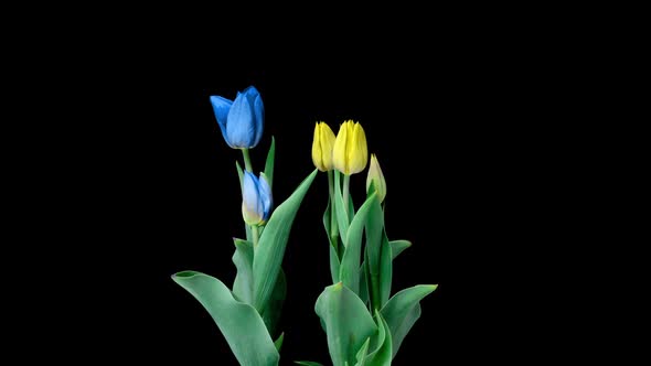 Beautiful Yellow and Blue Tulips Flowers Background