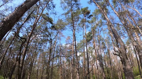 Walking Through the Forest with Pine Trees During the Day POV Slow Motion