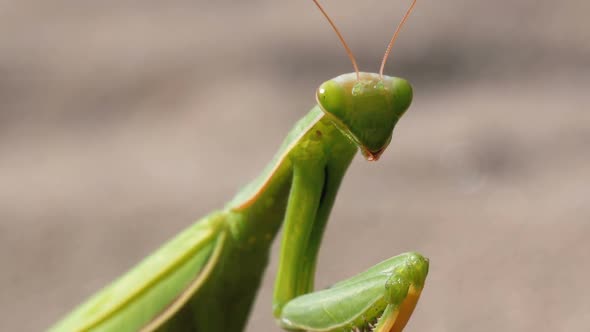 The Insect Green Mantis Sits on the Sand and Cleans Its Paws