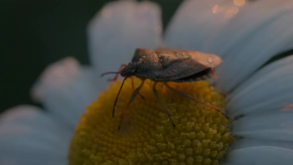 Closeup of Beetle on Daisy