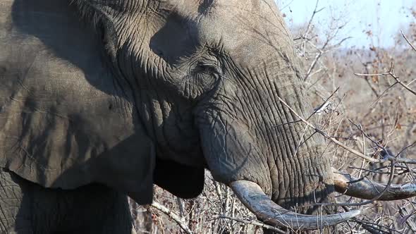 Close-up profile view of an African elephant flapping his ears while eating branches in the wild