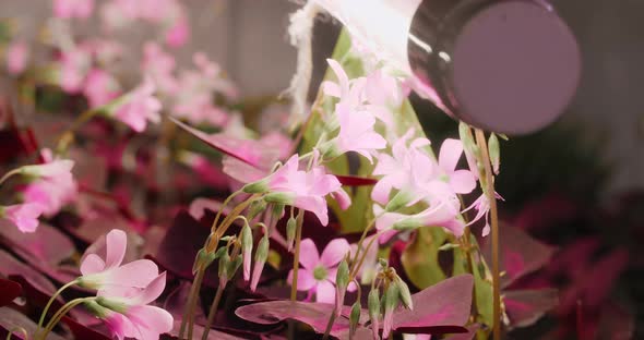 The Eatable Flowers Grows in the Vertical Farm of Microgreens Vitaminized Superfood  60p Prores