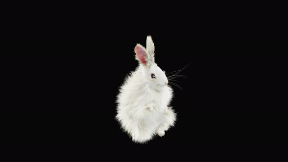 Rabbit Dancing 4K