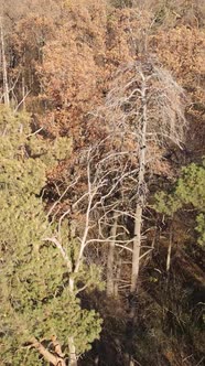 Vertical Video of an Autumn Forest During the Day