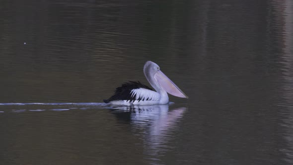 Tracking Clip of an Australian Pelican Swimming on the Murray River