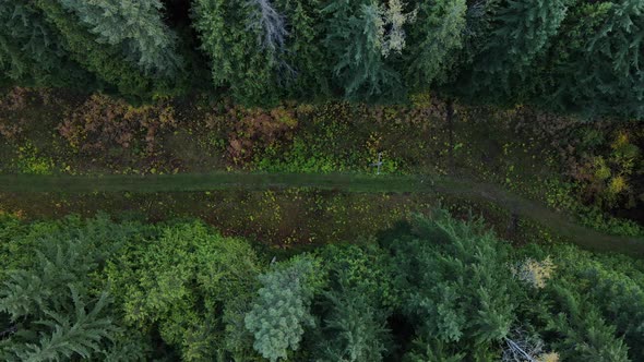 Furrow through thick boreal forest with power lines from above. Top down aerial view in 4k. Drone fo