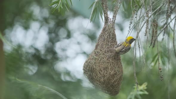 Beautiful Male Baya Weaver bird sitting on his nest to court mates slow motion