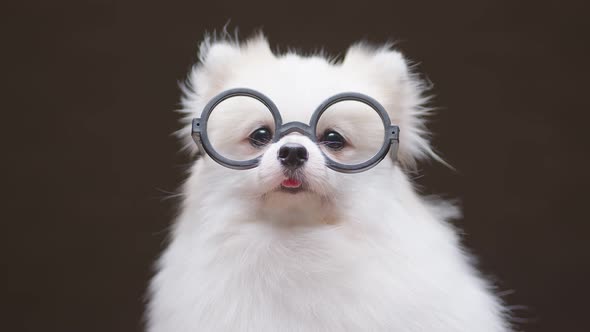 portrait of white color pomeranian wearing glasses lap dog animal sitting casual relax