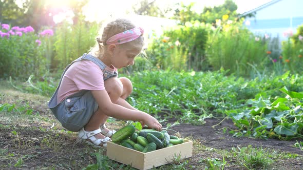 a Little Girl Harvests Fresh Cucumbers From the Garden Organic Products Vegetable Harvest