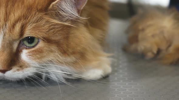 Cropped Shot of a Gorgeous Green Eyed Ginger Cat