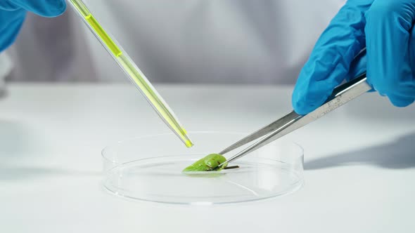 Medical Scientist Inspecting Microgreens Wearing Protective Unform Working in Laboratory