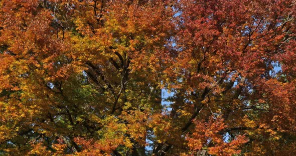 Japanese zelkova known as Japanese elm or keyaki