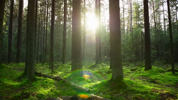 Sun Rays Make Their Way Through the Thick Pine Forest