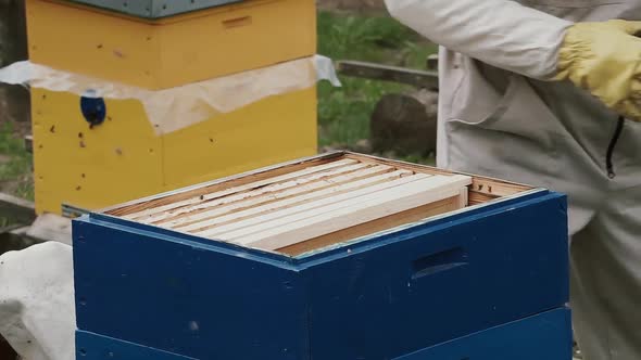 Beekeeper sets frames in the hive