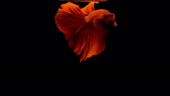 Colorful red Thai Fighting Fish or better known as Siamese Fighting Fish Betta Splendens in super sl