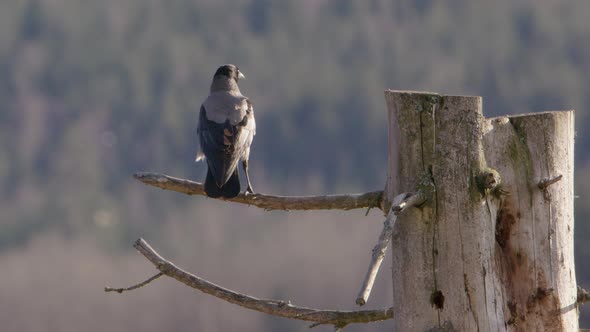 Hooded crow leaving perch on a tree trunk in Sweden, wide shot