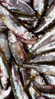 Many small little fish anchovy, tyulka, sprats, seafood background fresh raw food.