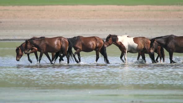 Free Herd of Wild Horses in Natural Lake Water