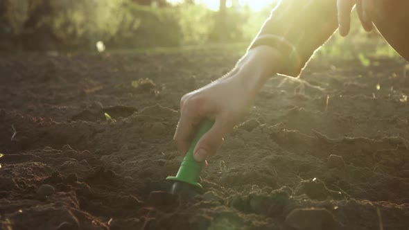 The Gardener Is Digging Hole With Garden Tools With A Shovel Lifting The Soil Preparing Place