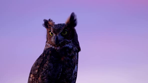 Portrait of a perched Great Horned Owl