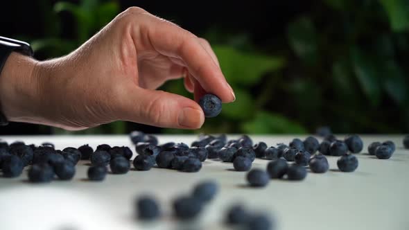 Female Hand Takes Fresh Blueberry, Twists in Hand and Puts It Back