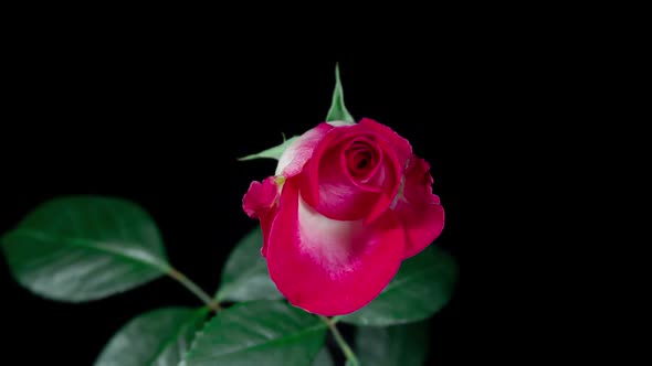 Timelapse of Red Rose Growing Blossom. Withering Flower