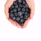 Female hands hold fresh blueberries, isolated on white background - VideoHive Item for Sale