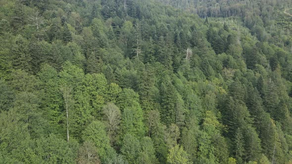 Trees in the Mountains Slow Motion. Aerial View of the Carpathian Mountains in Autumn. Ukraine