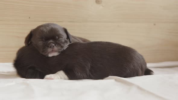 CUTE FUNNY shot of a puppy sleeping on its sibling as it moves around