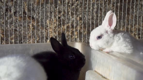 Two white rabbits jumping over a black rabbit inside a cage_slomo