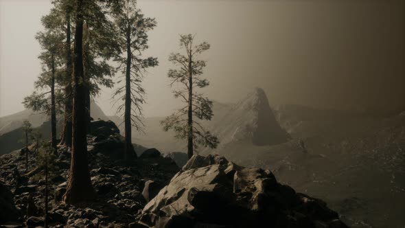 Trees in Fog in Mountains