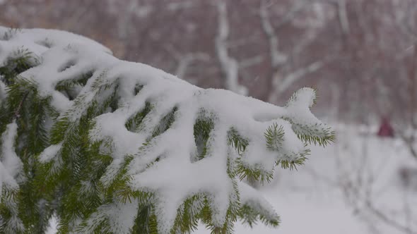 Snowcovered Fir Branches