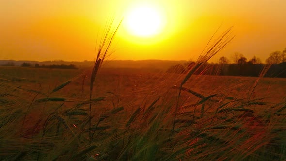 Ears of Ripe Wheat Against Setting Sun