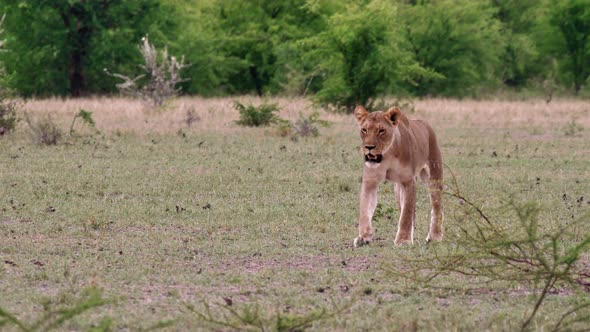 Lioness Walking On The Grass In Nxai Pan In Botswana With Lush Bushes And Trees In The Background -