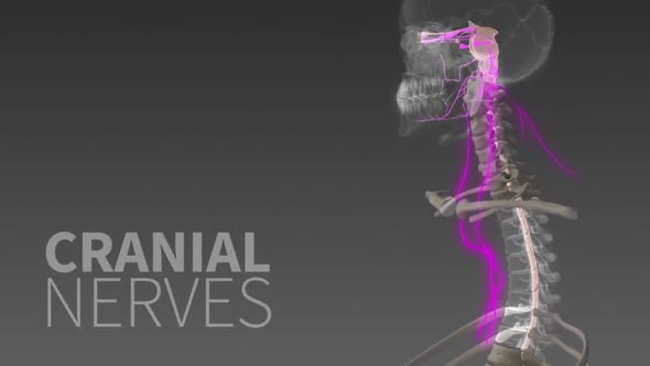 The Human nervous system 3d medical animation