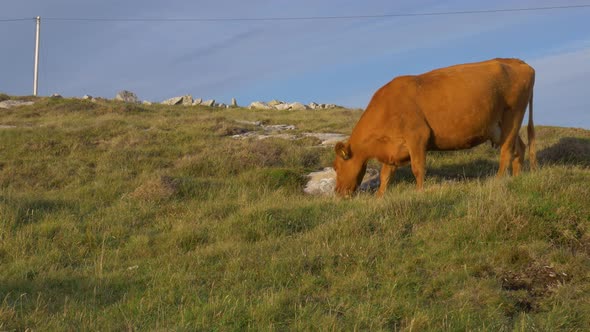 Brown Cow Feeding On The Grassy Slope In Connemara, Ireland - low angle shot
