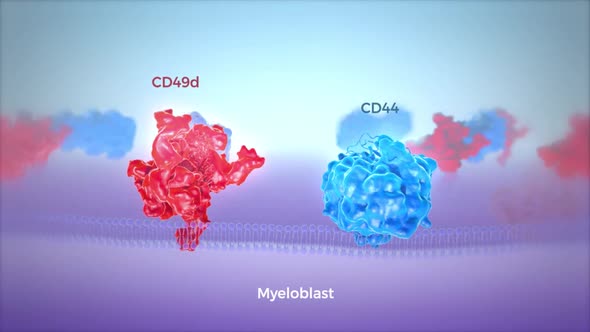 The myeloblast is a unipotent stem cell which differentiates into the effectors