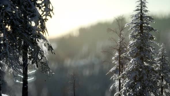 Splendid Christmas Scene in the Mountain Forest. Colorful Winter Sunrise