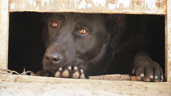 Sad tied outbred dog looks out of the booth of the shadows. Animal protection concept