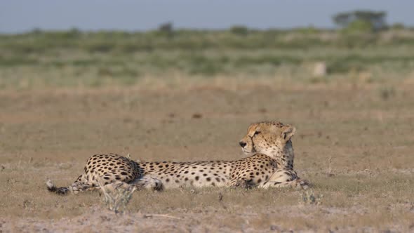 Cheetah resting on the savanna 