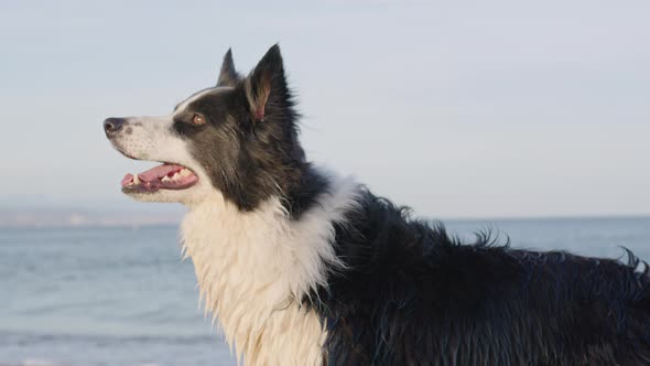 Medium shot border collie dog on the beach watching with the sunlight