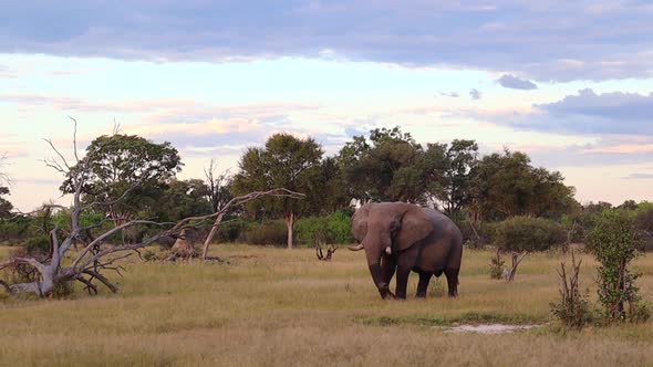 Large African Bush Elephant with wet legs and trunk walks in low grass
