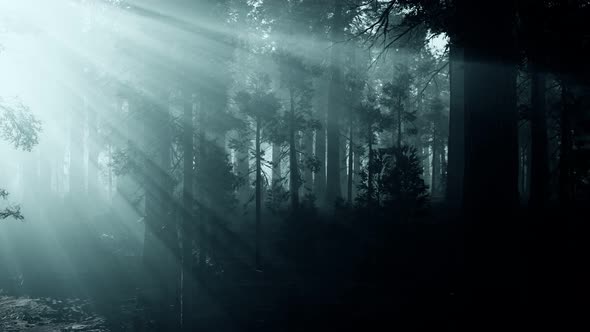 Black Tree Trunk in a Dark Pine Tree Forest