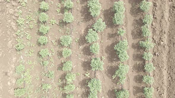 Aerial drone view flight over different agricultural fields sown in Samegrelo, Georgia